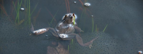 Common frog (Rana temporaria), amphibian of the year 2018, single frog swimming in a pond with