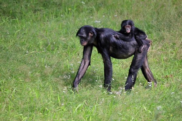 Bonobo, bonobo (Pan Paniscus), female, adult, young animal, foraging, Great ape, Primate,