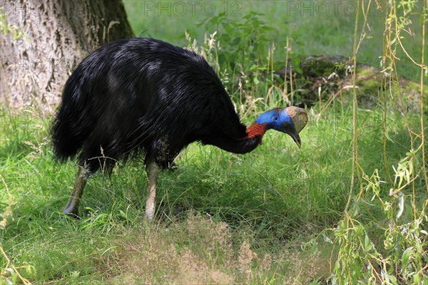 Northern cassowary (Casuarius unappendiculatus), adult, foraging, captive, Papua New Guinea,