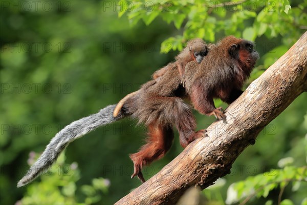 Coppery titi (Plecturocebus cupreus), adult, female, young animal, on mother's back, on tree,