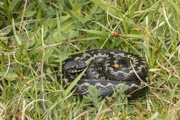 European adder (Vipera berus) adult snake basking in grassland with a ladybird walking on its body,