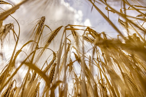 Ripe, golden ears of barley in the foreground with brightly lit clouds in the background, Cologne,