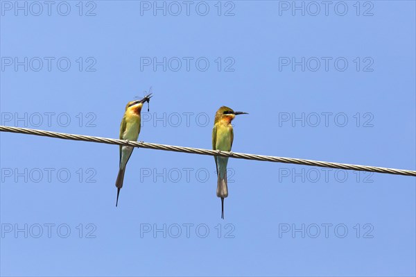 Blue-tailed bee-eater (Merops philippinus) against a blue sky, backwaters, Kumarakom, Kerala,