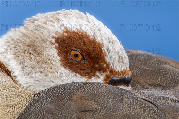 Egyptian geese (Alopochen aegyptiaca), head, portrait, eye, on the banks of the Main, Offenbach am