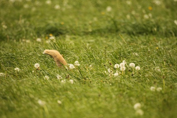 Fox (Vulpes vulpes) looking for fawns (Capreolus capreolus) in tall grass with faded common