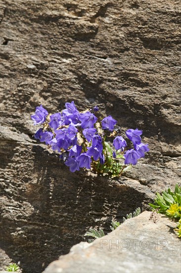 Earleaf bellflower (Campanula cochleariifolia) and Yellow mountain saxifrage (Saxifraga aizoides)