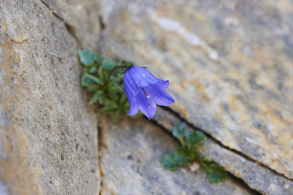Earleaf bellflower (Campanula cochleariifolia) blooming in the mountains at Hochalpenstrasse,