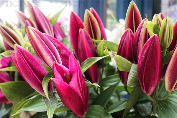 Bright red lily flowers (Lilium candidum) in close-up with green foliage, flower sale, central