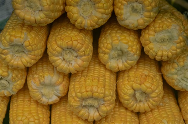 Close-up of multiple ears of yellow corn stacked together