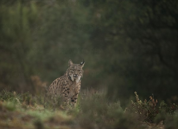 Pardell Lynx female, Iberian Lynx (Lynx pardinus), Extremadura, Castilla La Mancha, Spain, Europe