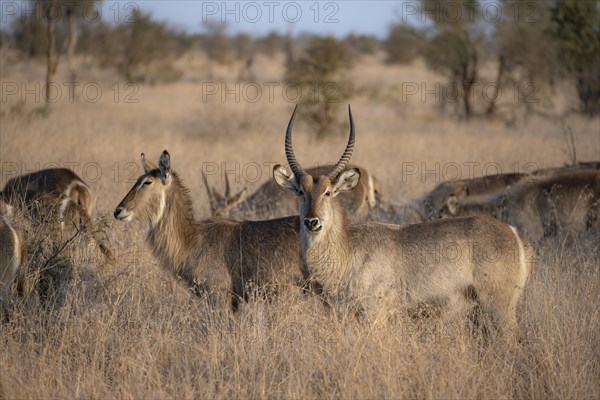 Ellipsen waterbuck (Kobus ellipsiprymnus), adult female animal and male in high grass, Kruger