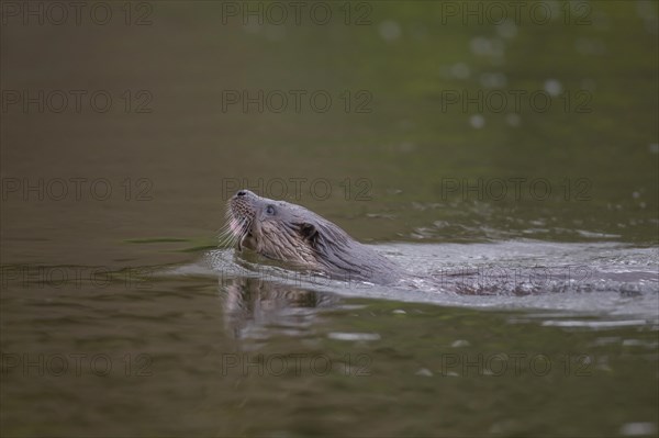 European otter (Lutra lutra) adult animal swimming in a river, Suffolk, England, United Kingdom,