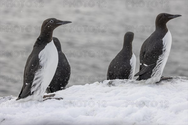 Common guillemot (Uria aalgae), ringed guillemot, several Birds, in the snow, Hornoya, Hornoya,