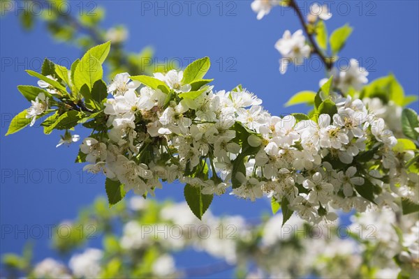Close-up of white Prunus x eminens 'Crimson Passion', Dwarf sour cherry tree blossoms in spring,