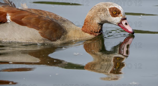 Egyptian geese (Alopochen aegyptiaca) in the River Main, Offenbach am Main, Hesse, Germany, Europe
