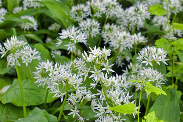 Wild garlic blossom (Allium ursinum) in the Leipzig riparian forest in spring, Leipzig, Saxony,