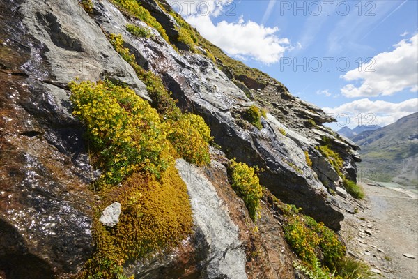 Yellow mountain saxifrage (Saxifraga aizoides) blooming in the mountains at Hochalpenstrasse,