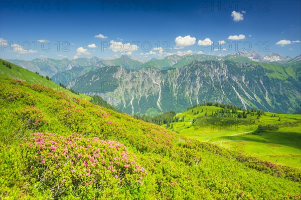 Alpine rose blossom, panorama from Fellhorn, behind it the Allgaeu Alps, Allgaeu, Bavaria, Germany,