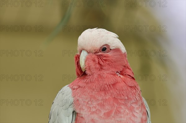 Galah (Eolophus roseicapilla) (Cacatua roseicapilla), animal portrait, captive, occurrence in