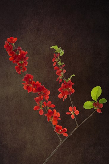 Flowering Japanese quince branch (Chaenomeles japonica) on a dark background, Bavaria, Germany,