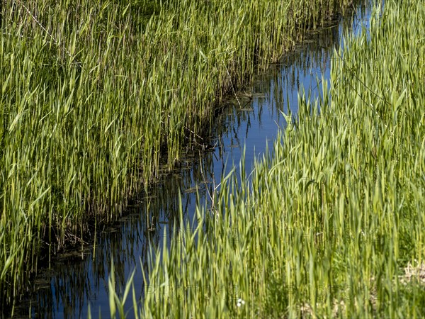 Grasses at a ditch at the natural beach Hilgenriedersiel at the North Sea coast in East Frisia,