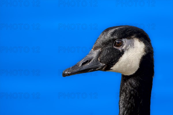 Canada goose (Branta canadensis) on the banks of the Main, Offenbach am Main, Hesse, Germany,