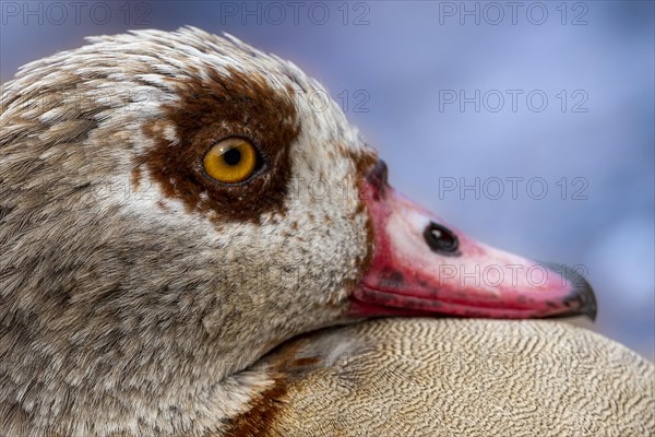 Egyptian geese (Alopochen aegyptiaca), head, portrait, on the banks of the Main, Offenbach am Main,