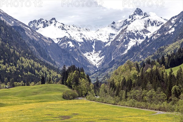 Landscape with yellow flowering meadow and tree, Kratzer and Trettachspitze in the background,