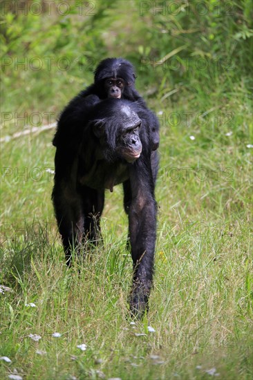 Bonobo, bonobo (Pan Paniscus), female, adult, young animal, foraging, Great ape, Primate,