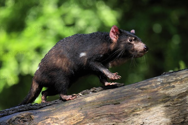 Tasmanian devil (Sarcophilus harrisii), adult, vigilant, on tree trunk, captive, Tasmania,