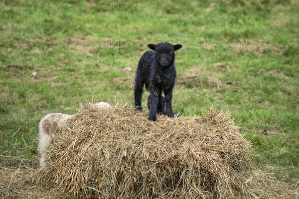 A black lamb stands on a hay bale, a white-brown one behind it. Ouessant sheep (Breton dwarf sheep)