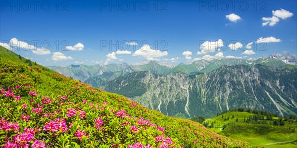 Alpine rose blossom, panorama of the Fellhorn, behind it the Allgaeu Alps, Allgaeu, Bavaria,