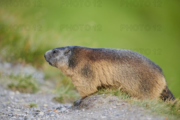 Alpine marmot (Marmota marmota) beside a trail in summer, Grossglockner, High Tauern National Park,