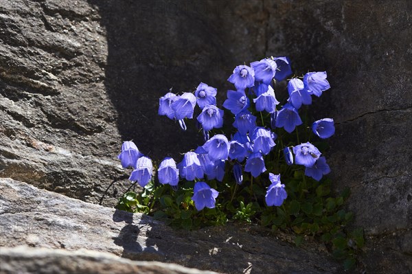 Earleaf bellflower (Campanula cochleariifolia) blooming in the mountains at Hochalpenstrasse,