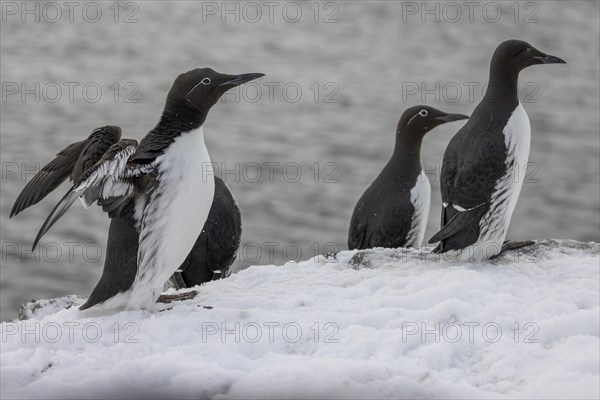 Common guillemot (Uria aalgae), ringed guillemot, several Birds, in the snow, Hornoya, Hornoya,