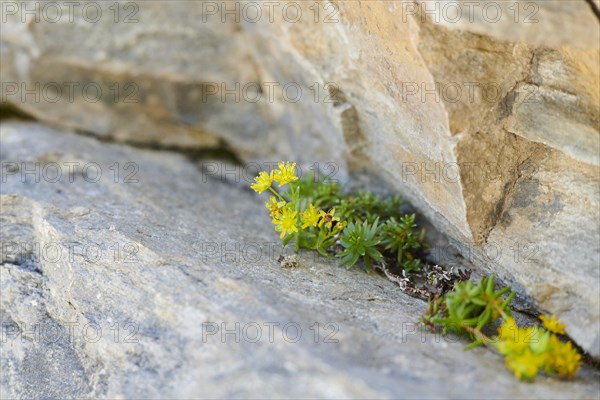 Yellow mountain saxifrage (Saxifraga aizoides) blooming in the mountains at Hochalpenstrasse,