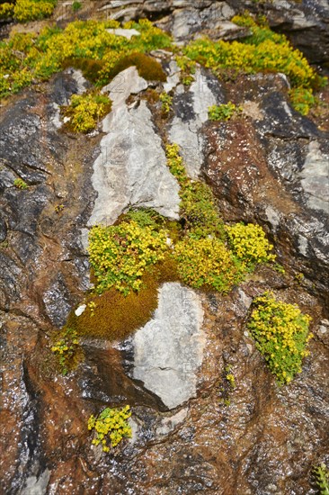 Yellow mountain saxifrage (Saxifraga aizoides) blooming in the mountains at Hochalpenstrasse,