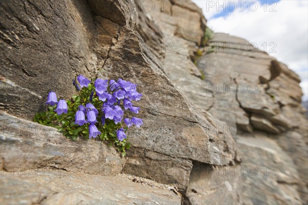 Earleaf bellflower (Campanula cochleariifolia) blooming in the mountains at Hochalpenstrasse,