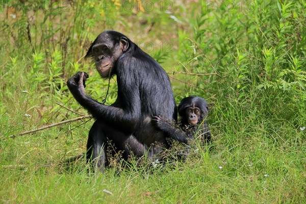 Bonobo, bonobo (Pan Paniscus), female, adult, young animal, feeding, Great ape, Primate,