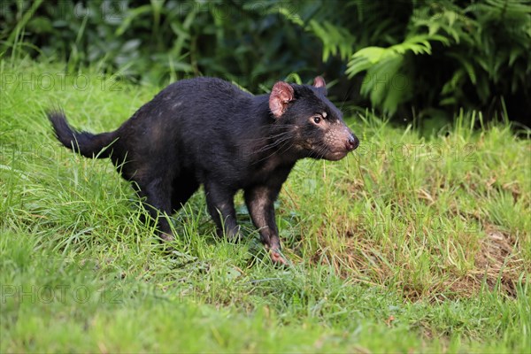 Tasmanian devil (Sarcophilus harrisii), adult, vigilant, running, captive, Tasmania, Australia,