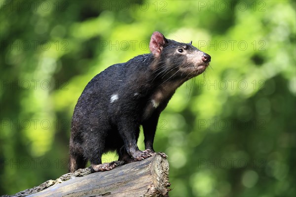 Tasmanian devil (Sarcophilus harrisii), adult, vigilant, on tree trunk, captive, Tasmania,