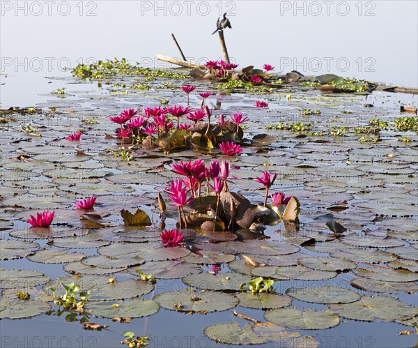 Nymphaea pubescens or hairy water lily or pink water lily, Backwaters, Kerala, India, Asia