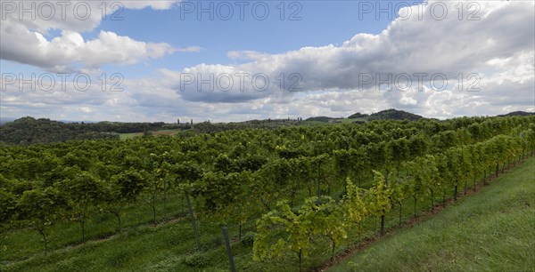 Vineyard, Lower Austria