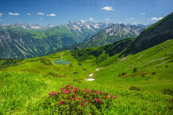 Alpine rose blossom, panorama from Fellhorn over Schlappoldsee and Fellhornbahn mountain station to