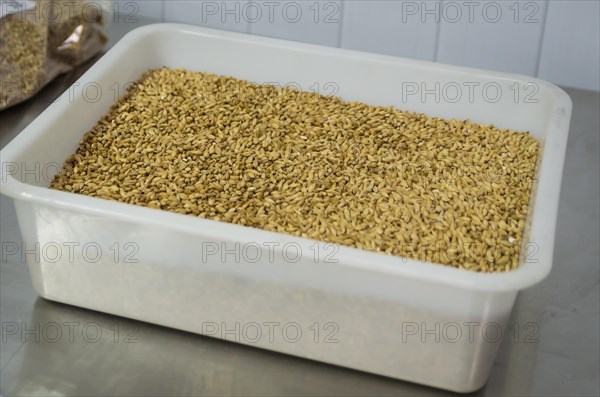 Barley malt for beer, pale ale, pilsen