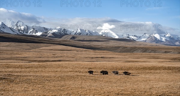 Glaciated and snow-covered mountains, yaks in autumnal mountain landscape with yellow grass, Tian