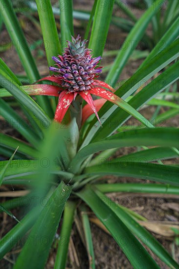 Image of pineapple ripens on farm. Phuket, Thailand, Asia