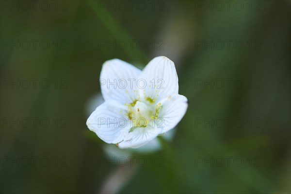 Marsh grass of Parnassus (Parnassia palustris) blooming in the mountains at Hochalpenstrasse,