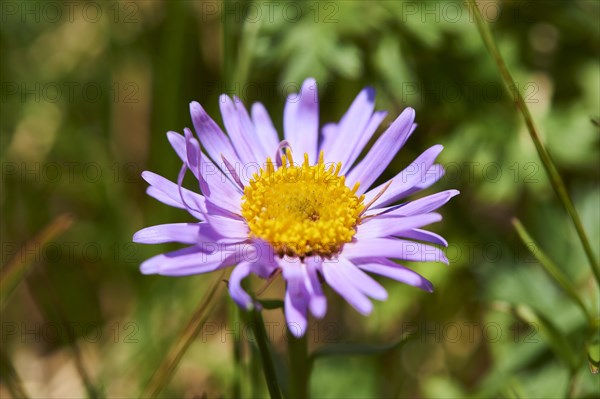 Alpine aster (Aster alpinus) blooming in the mountains at Hochalpenstrasse, Pinzgau, Salzburg,