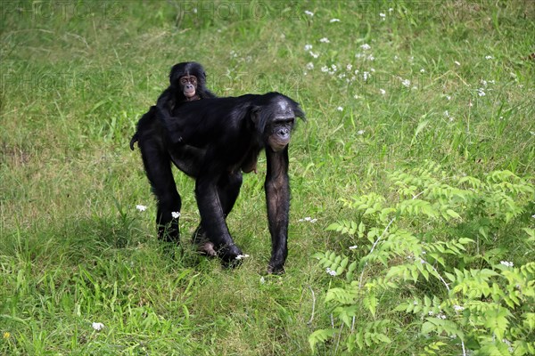 Bonobo, bonobo (Pan Paniscus), female, adult, young animal, foraging, Great ape, Primate,